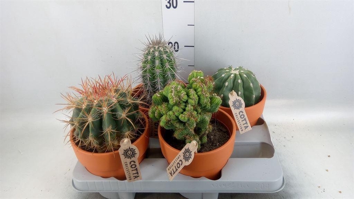 <h4>Cactus   ...mix</h4>