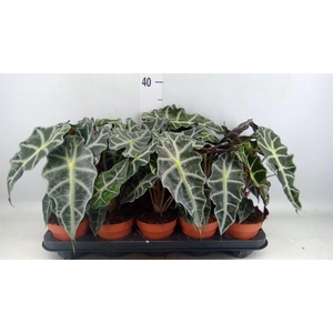 Alocasia amazonica 'Polly'