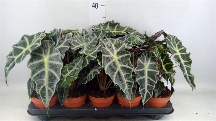 <h4>Alocasia amazonica 'Polly'</h4>