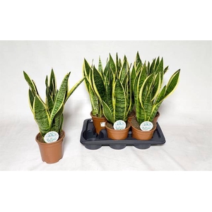 Sansevieria trifasciata Laurentii 17Ø 60cm