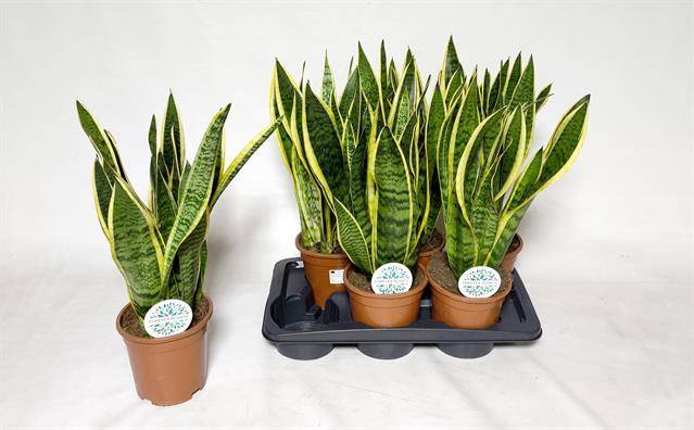 Sansevieria trifasciata Laurentii 17Ø 60cm