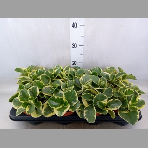 Peperomia obt. 'Variegata'