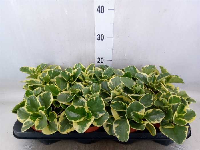 <h4>Peperomia obt. 'Variegata'</h4>