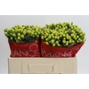 Hypericum Smiley Romance