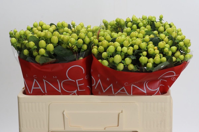 <h4>Hypericum Smiley Romance</h4>