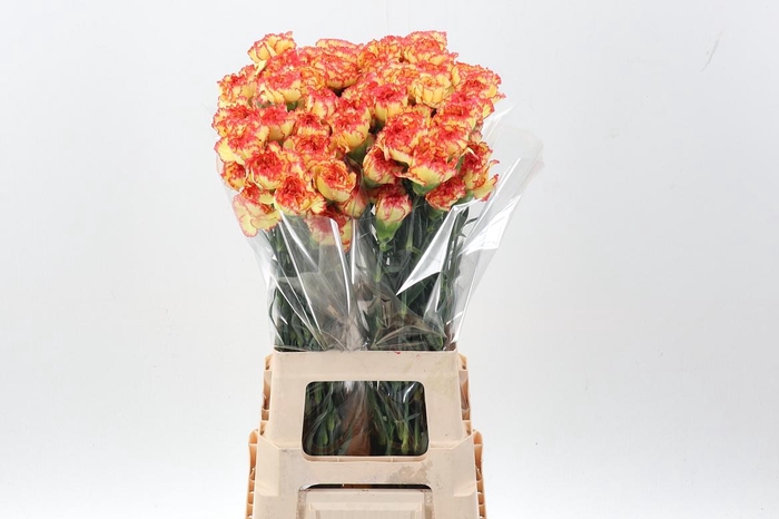 <h4>Di St Boiro hi</h4>