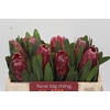 Protea Lancelot