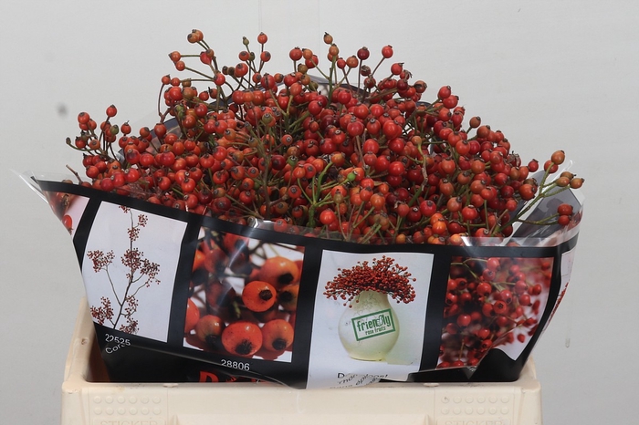 <h4>Rosehip Autumn Rosefruits</h4>