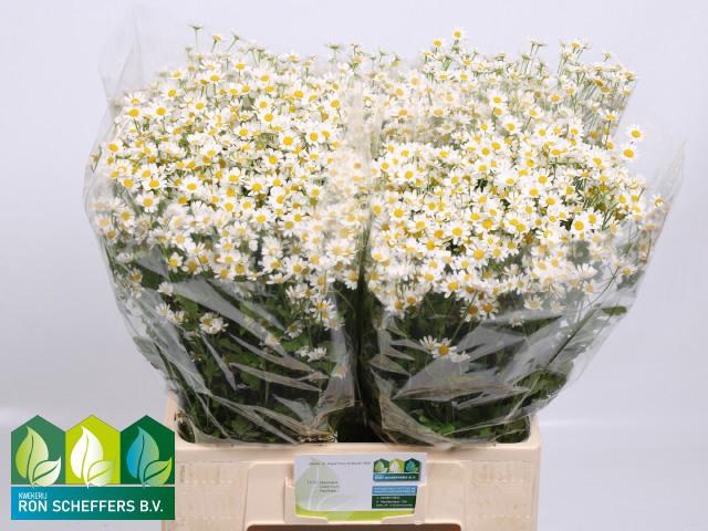 <h4>TANA PA CAMERON</h4>