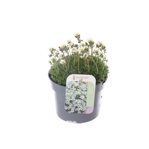 Saxifraga Alpino white