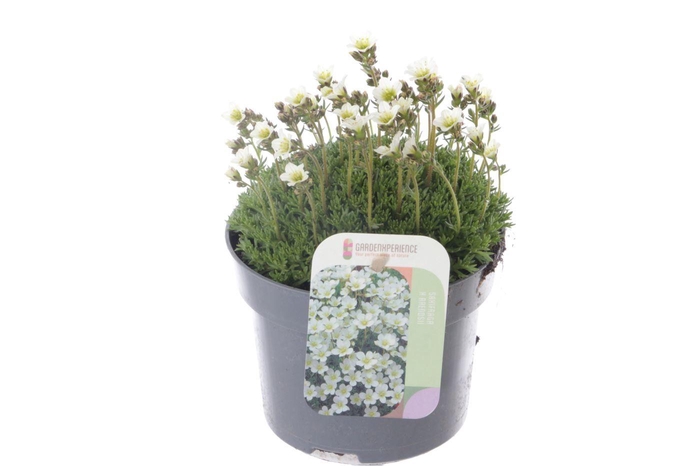 <h4>Saxifraga Alpino white</h4>