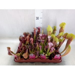 Sarracenia   ...