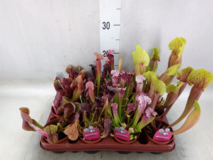 <h4>Sarracenia   ...</h4>