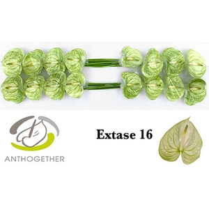 Anthurium andr. 'Extase'