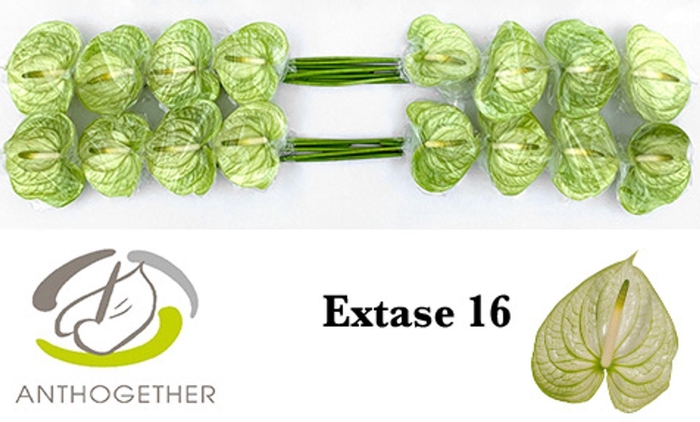<h4>Anthurium andr. 'Extase'</h4>