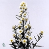 EPIPR AUREUM