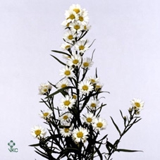 EPIPR AUREUM