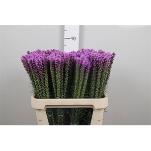 Liatris Callilepis
