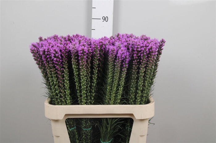 <h4>Liatris Callilepis</h4>
