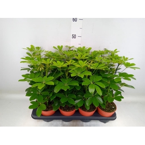 Schefflera arbor. 'Nora'