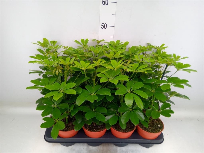 <h4>Schefflera arbor. 'Nora'</h4>