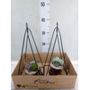 Arr.   Kamerplant Groen H%