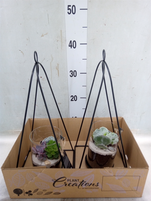 <h4>Arr.   Kamerplant Groen H%</h4>