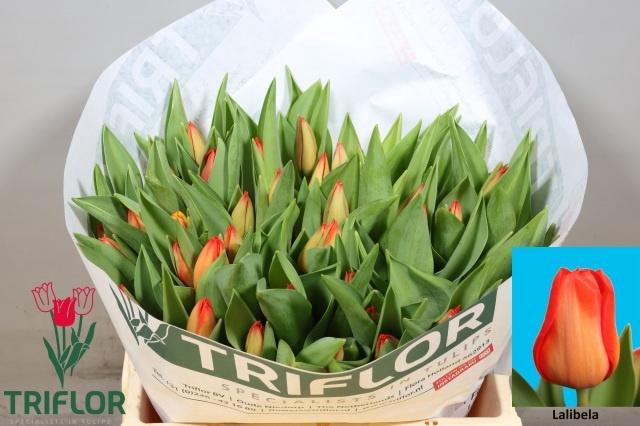 <h4>TU EN LALIBELA</h4>