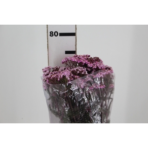 ACHILLEA MILLEFOLIUM ROSA TINTURADA 070 CM