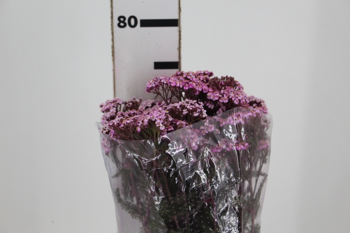 <h4>ACHILLEA MILLEFOLIUM ROSA TINTURADA 070 CM</h4>