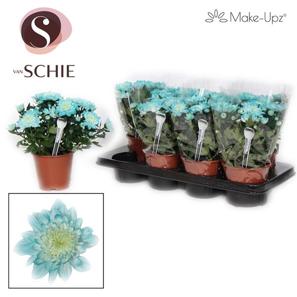 <h4>Chrysanne Grandezza Make-Upz® Aqua</h4>