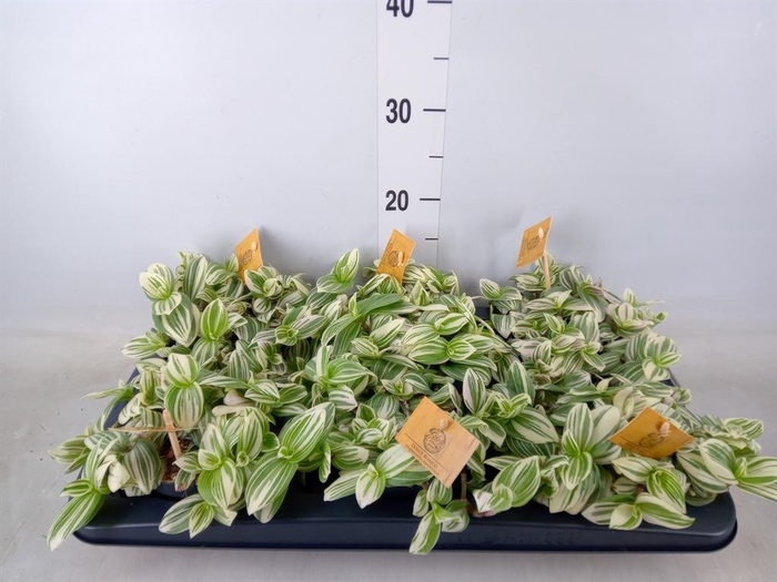 <h4>Tradescantia   ...</h4>