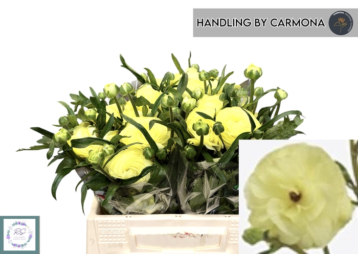 <h4>RAN N MODERNA LIMON</h4>