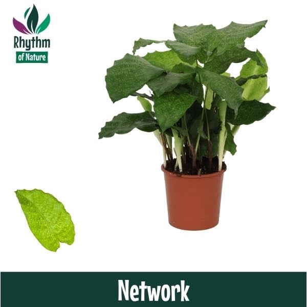 <h4>Calathea 14cm Network Rhythm of Nature</h4>