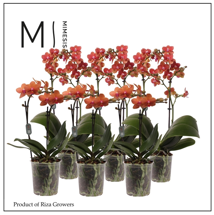 <h4>Phalaenopsis Multi Orange 2 spike - 12cm | Mimesis</h4>