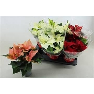 EUPHOR POINSETTIA MI XP13