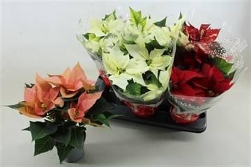 <h4>EUPHOR POINSETTIA MI XP13</h4>