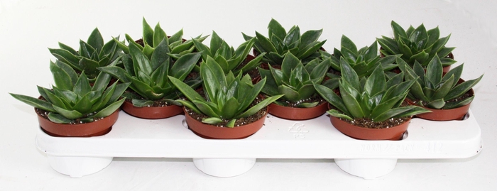 <h4>Echeveria Mexico</h4>