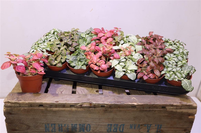 <h4>arr8 Fitt Gem 7 Kl</h4>