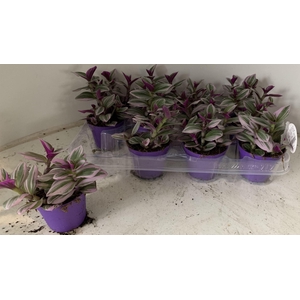 Tradescantia cerinthoides Nanouk