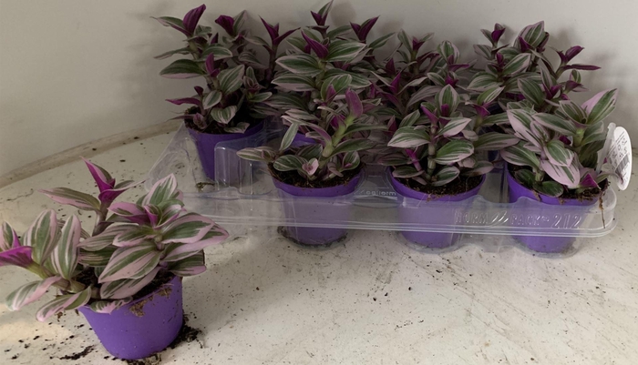 <h4>Tradescantia cerinthoides Nanouk</h4>