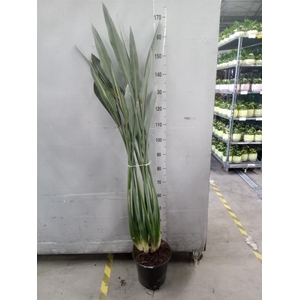 Strelitzia reg.