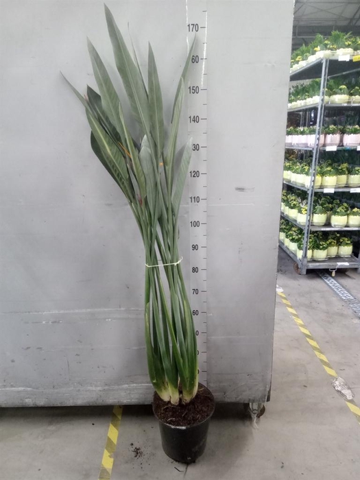 <h4>Strelitzia reg.</h4>