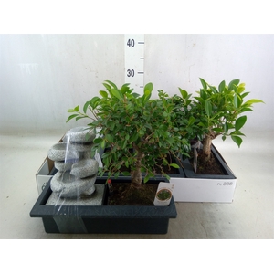 Bonsai   ...mix