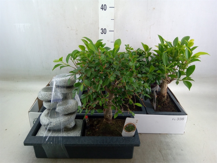 <h4>Bonsai   ...mix</h4>