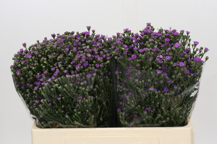 <h4>Aster Baby Pink</h4>
