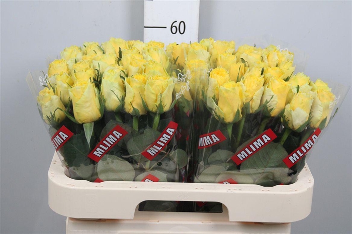 <h4>R Gr Good Times</h4>