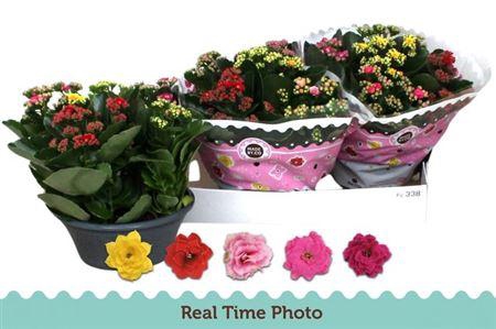 <h4>Kal Ge Gem I Pot</h4>