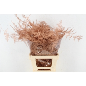 Asp IT Ex Veren Koper