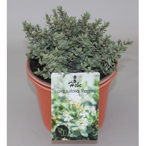 Hebe Pinguifolia Pagei C2